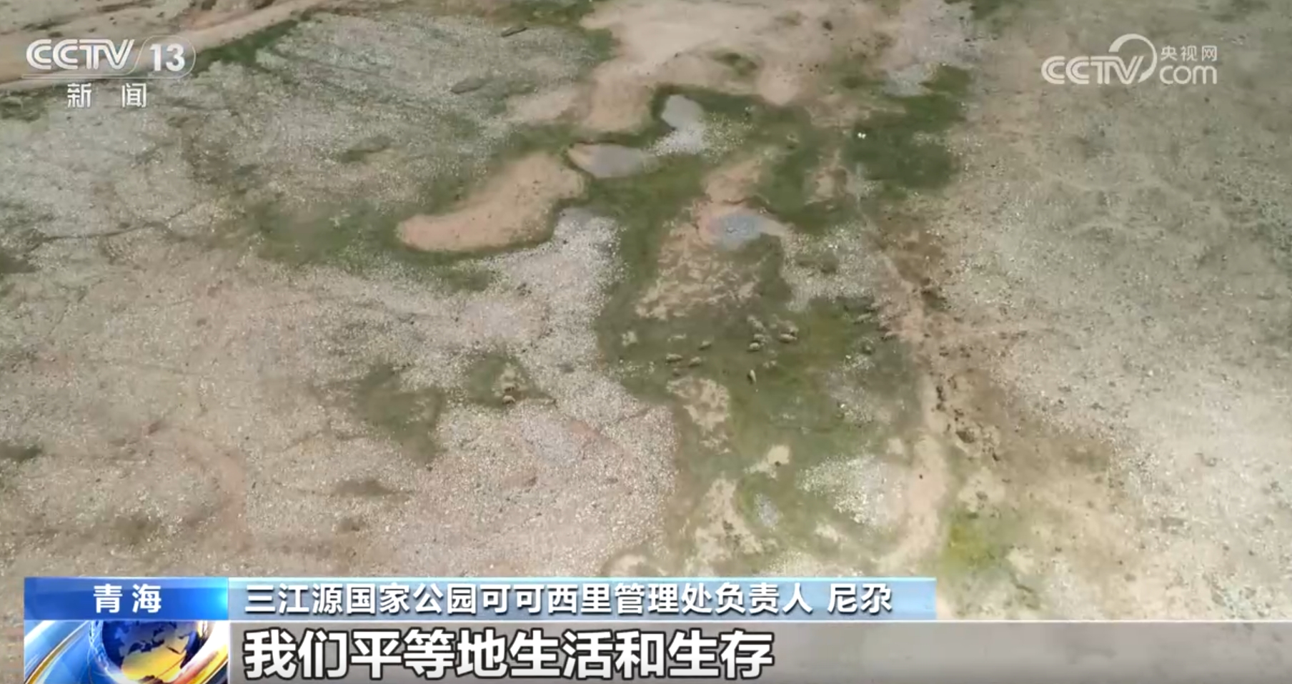 爱就别投喂 “不打扰”是最好保护凯发k8网站可可西里“网红狼”调查(图4)