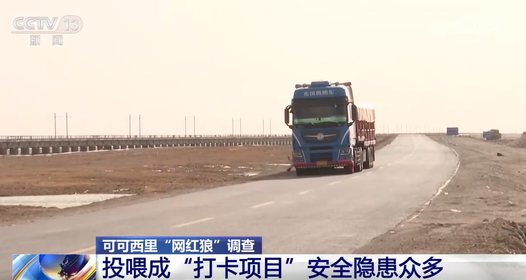 爱就别投喂 “不打扰”是最好保护凯发k8网站可可西里“网红狼”调查(图5)